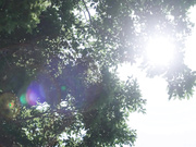 [IPZZ-236] 因为对我有捡来的恩情,尽力服侍主人一辈子 佐々木さき【破解】 - 1of5