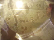 某站最新流出女偷拍客潛入遊泳場淋浴間偷拍幾個妹子沐浴更衣 有個大眼妹子的逼毛刮得有點古怪貌似缺了一塊 1080P高清原版