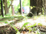 FNS-155 新人 FALENO専属 生田さな AV DEBUT 危険なくらいあどけない夏 - 1of5