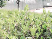 方言对白戏精网红刘婷精彩演绎街头被债主逮着没有钱换睡一觉抵债对白精彩720P高清无水印