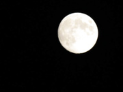 [AUKS-132] シーメール未亡人レズビアン～喪服の裾から覗くペニクリ～咲雪華奈 乙アリス - 1of5